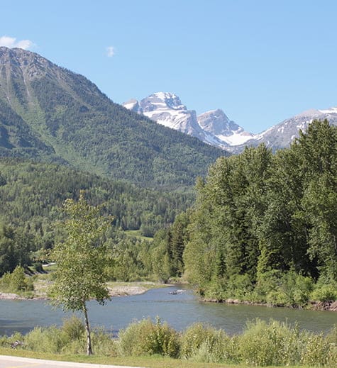 A view of a forest of tall green trees on the river banks of the Elk River and clusters of pine and spruce trees carpeting the Rocky Mountains in Fernie, BC.