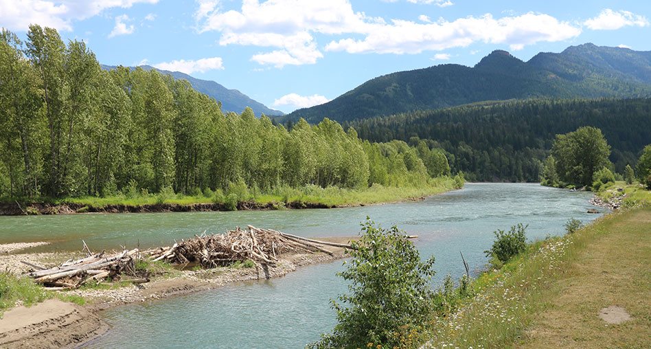 An area of sediment littered with logs and broken branches stretches out into the middle of the Elk River, with the waters flowing past vast clusters of green trees lining the river bank in Fernie, BC.