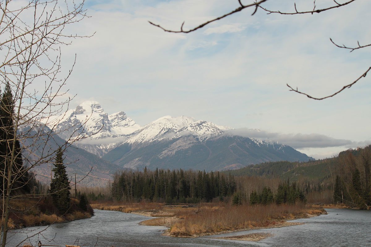 An overcast day on the banks of the Elk River with dried brown vegetation, deep green spruce trees standing tall and a view of the snow covered cliffs of the Rocky Mountains in Fernie, BC. 