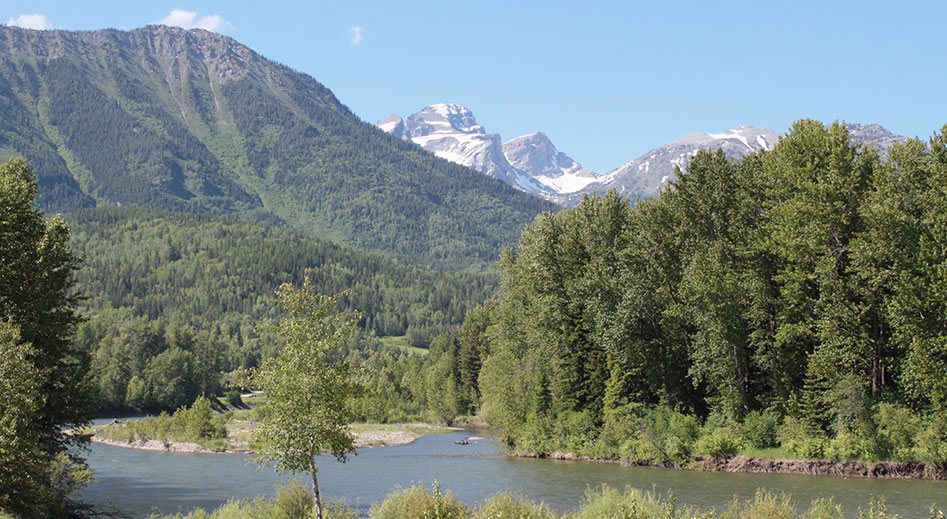 Towering clusters of conifer trees line the banks of the Elk River against a scene of green rolling slopes of the Rocky Mountains in Fernie, BC on a bright summer day.